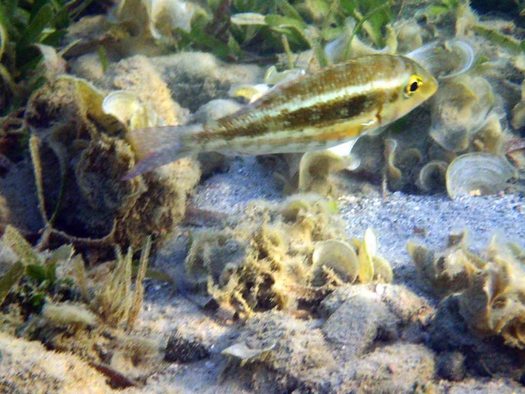Lethrinus genivittatus
