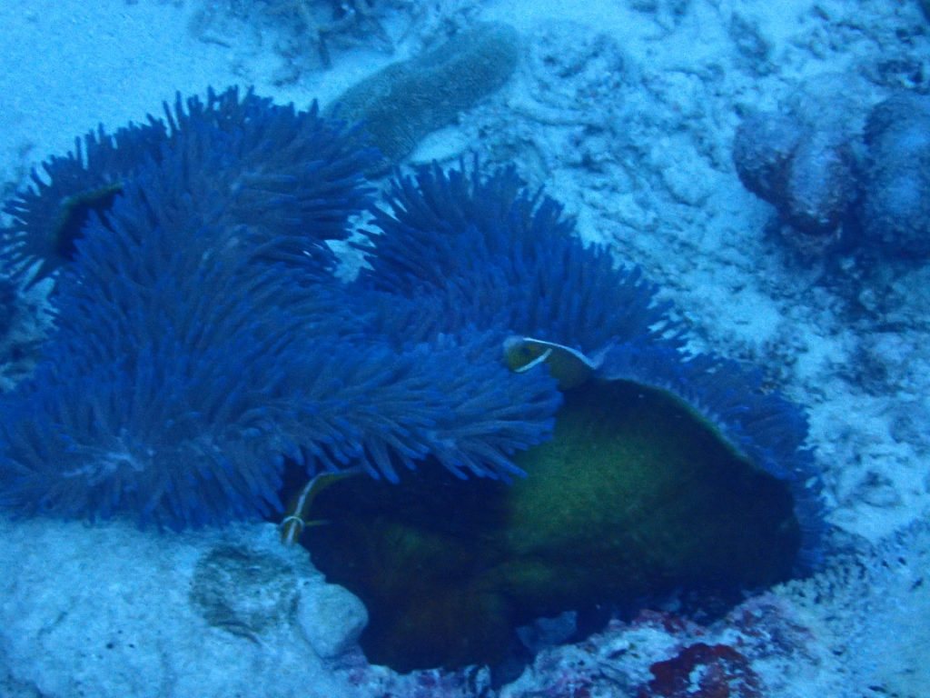 Amphiprion perideraion