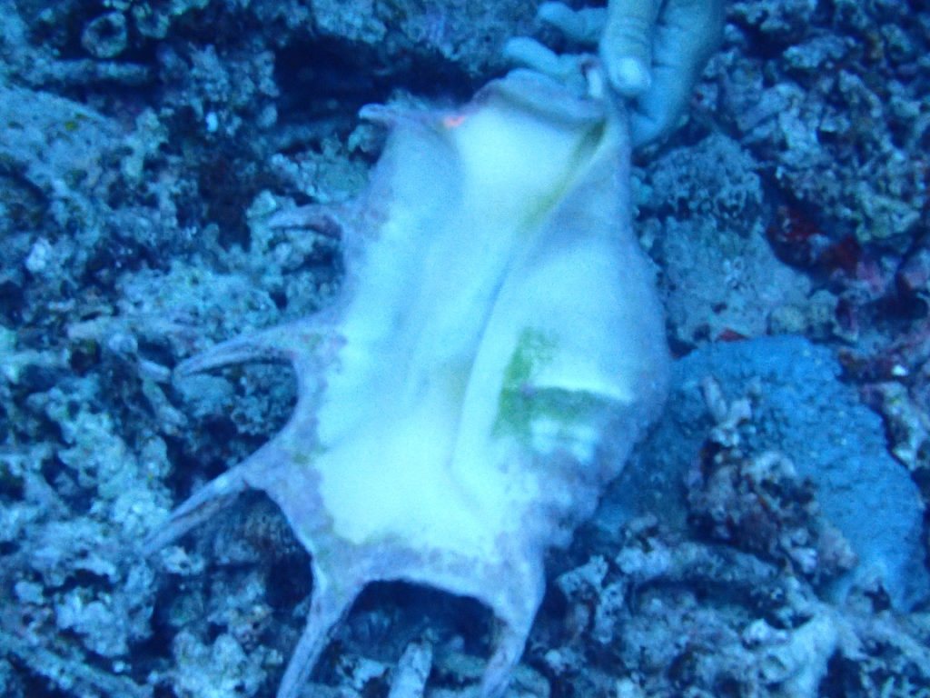 Mollusques