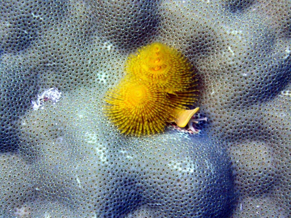 Spirobranchus corniculatus