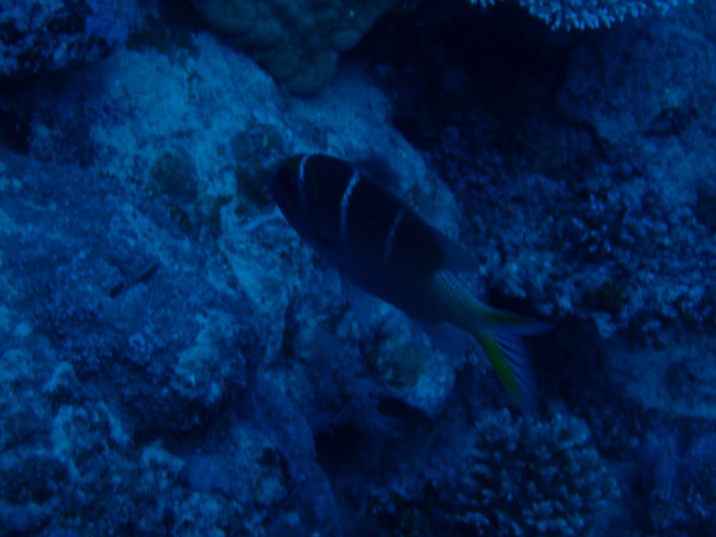 Monotaxis Heterodon