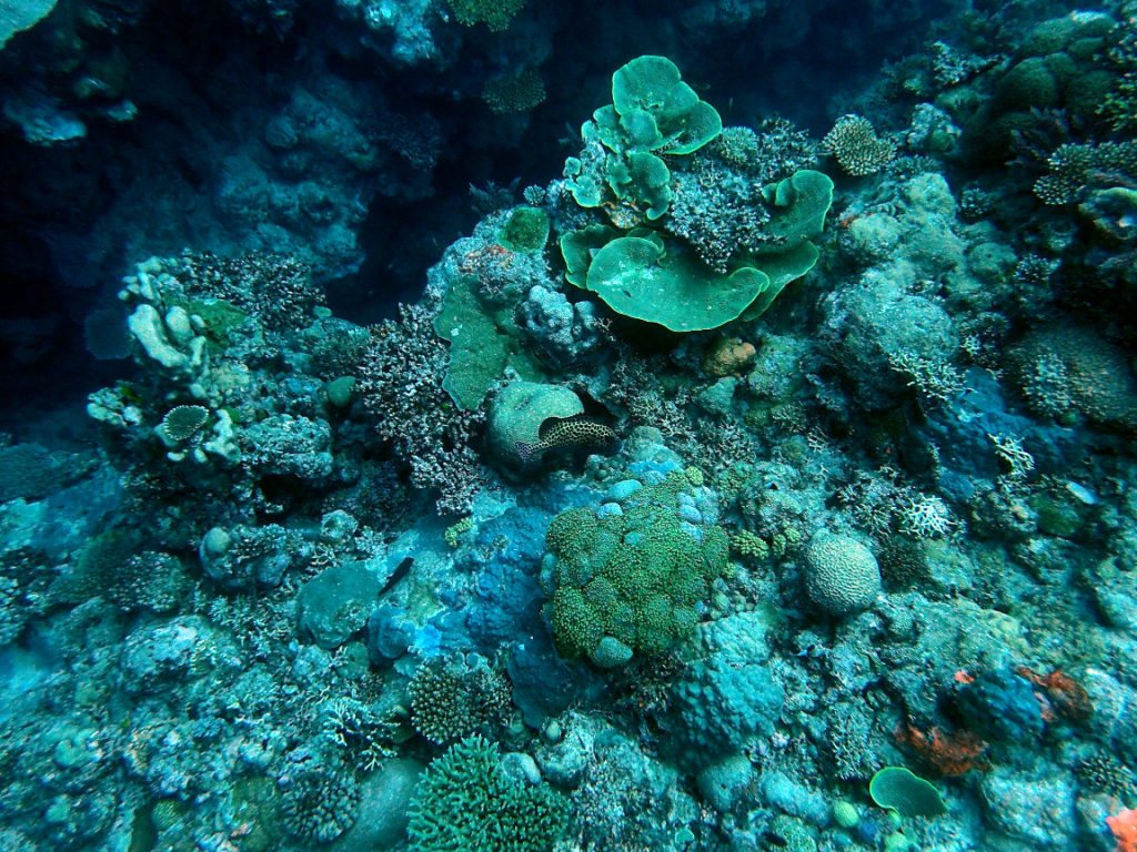 Plectorhinchus chaetodonides