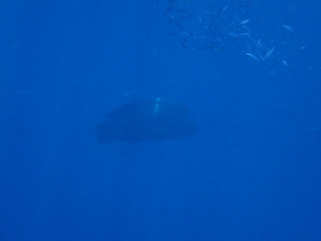 Cheilinus undulatus