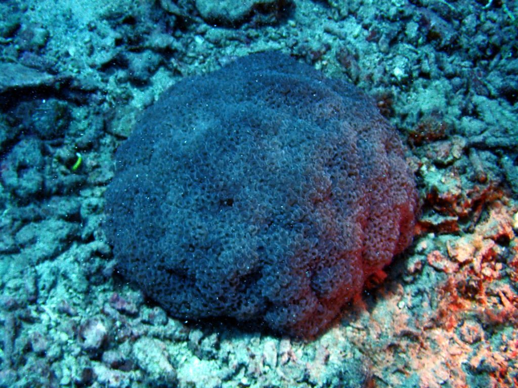 Euphyllia ancora