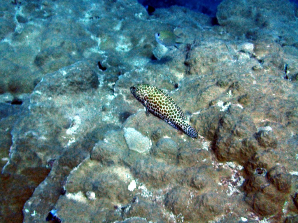 Epinephelus merra