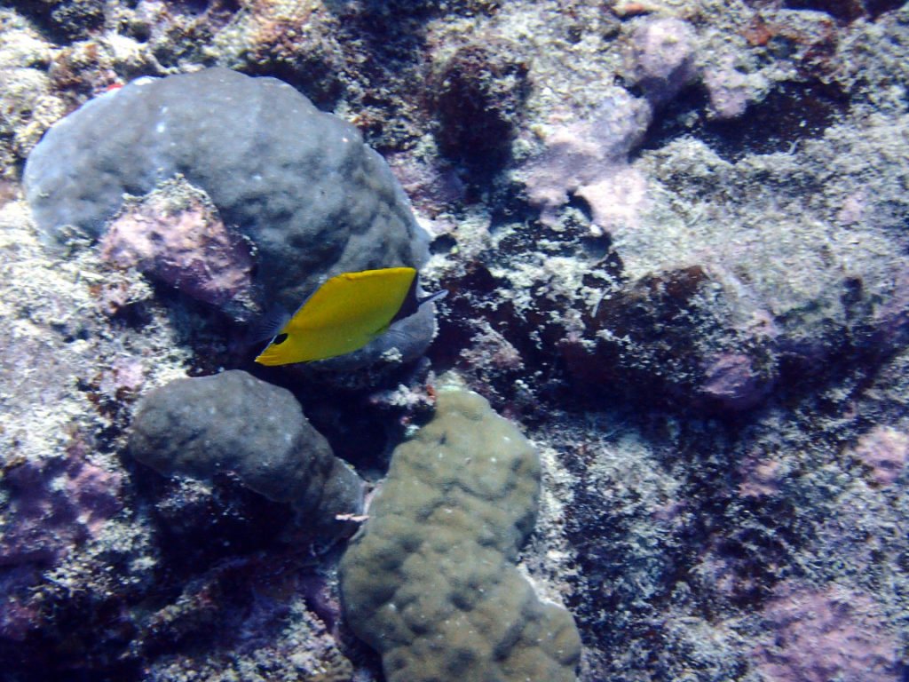 Forcipiger flavissimus