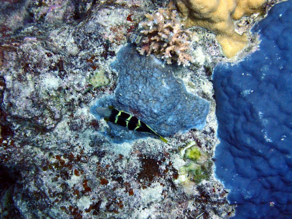 Canthigaster valentini