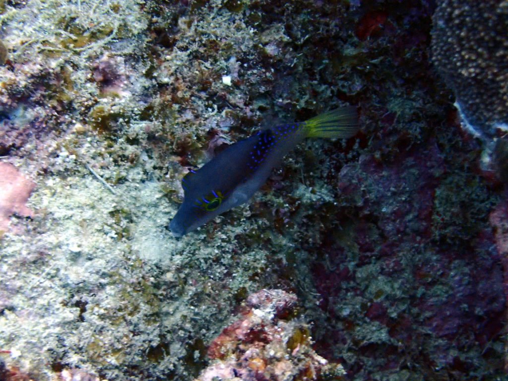 Canthigaster epilampra