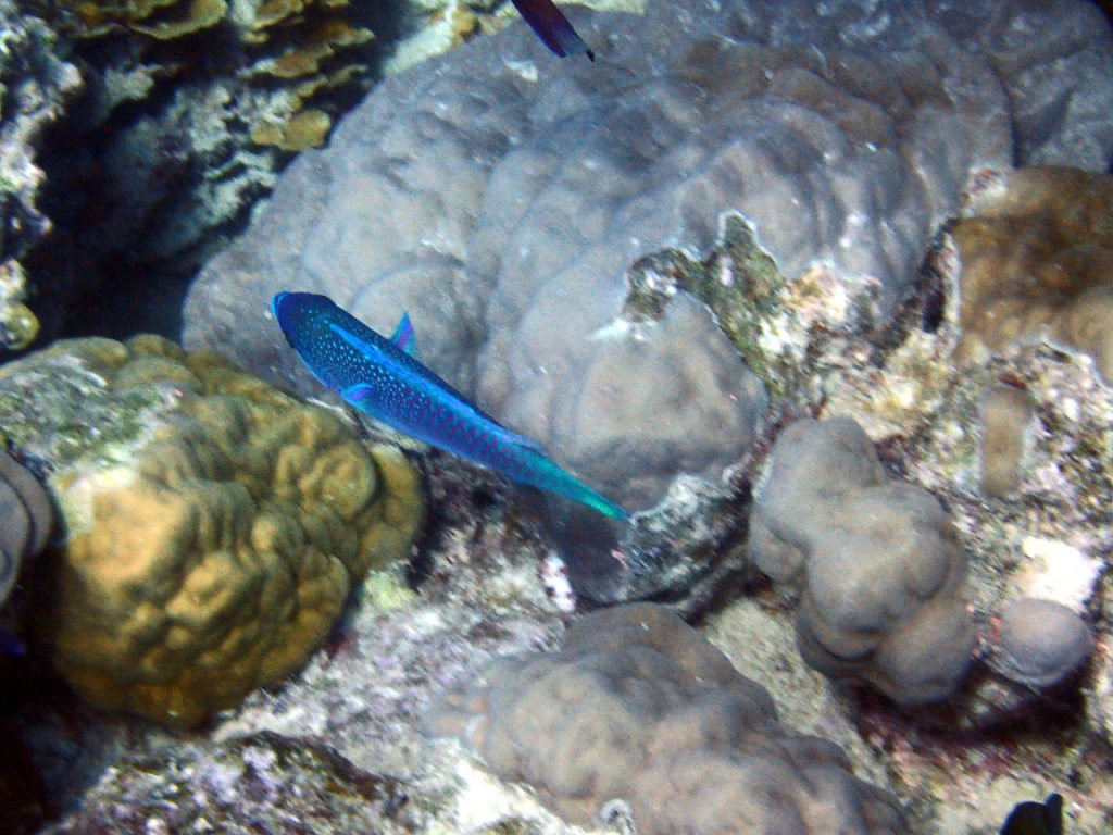 Poisson-perroquet