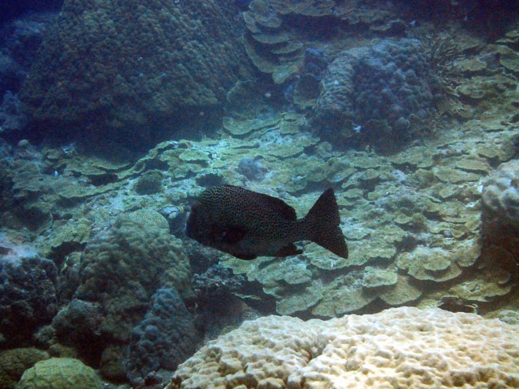 Plectorhinchus chaetodonides