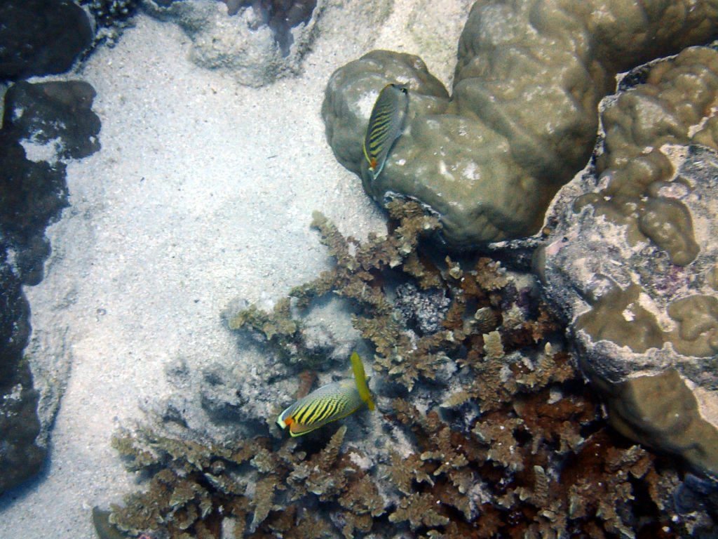 Chaetodon pelewensis