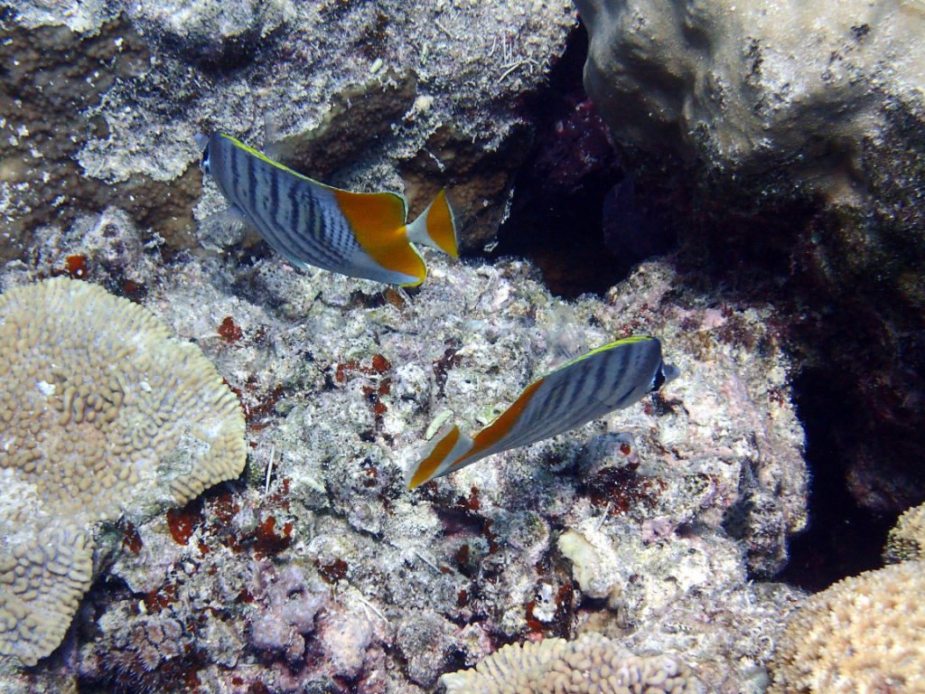 Chaetodon mertensii