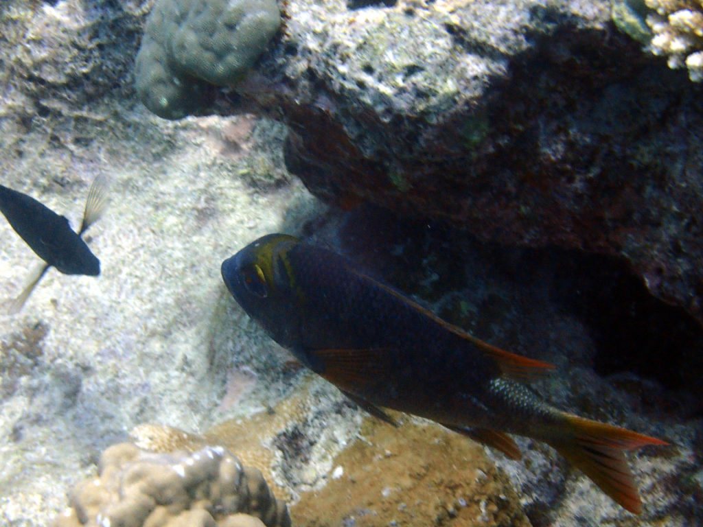 Monotaxis Heterodon