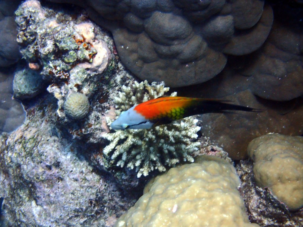 Epibulus insidiator