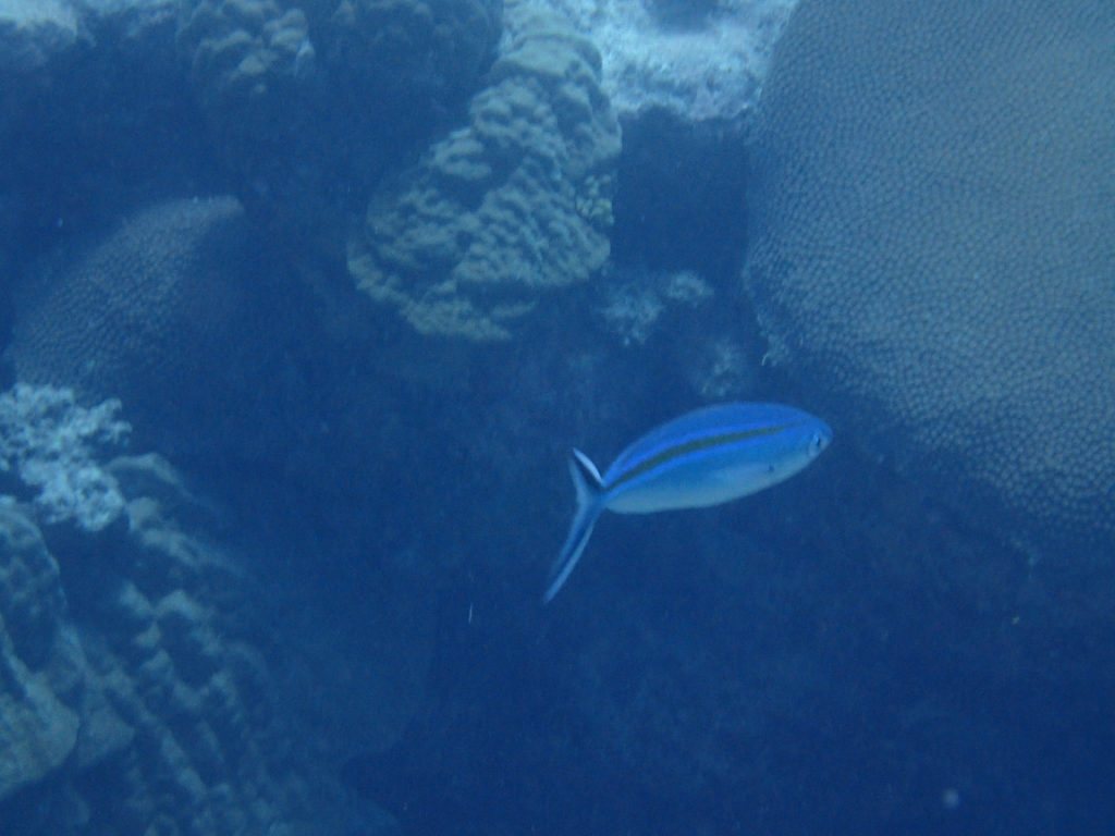 Caesio caerulaurea