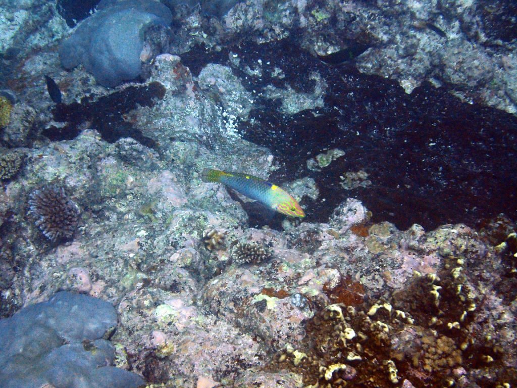 Halichoeres hortulanus