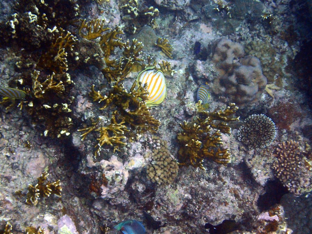 Chaetodon ornatissimus
