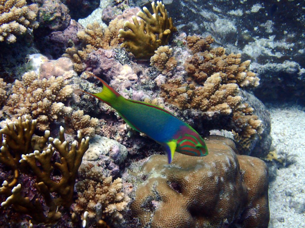 Thalassoma lutescens