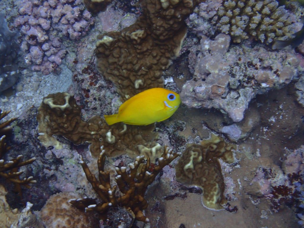 Centropyge flavissima