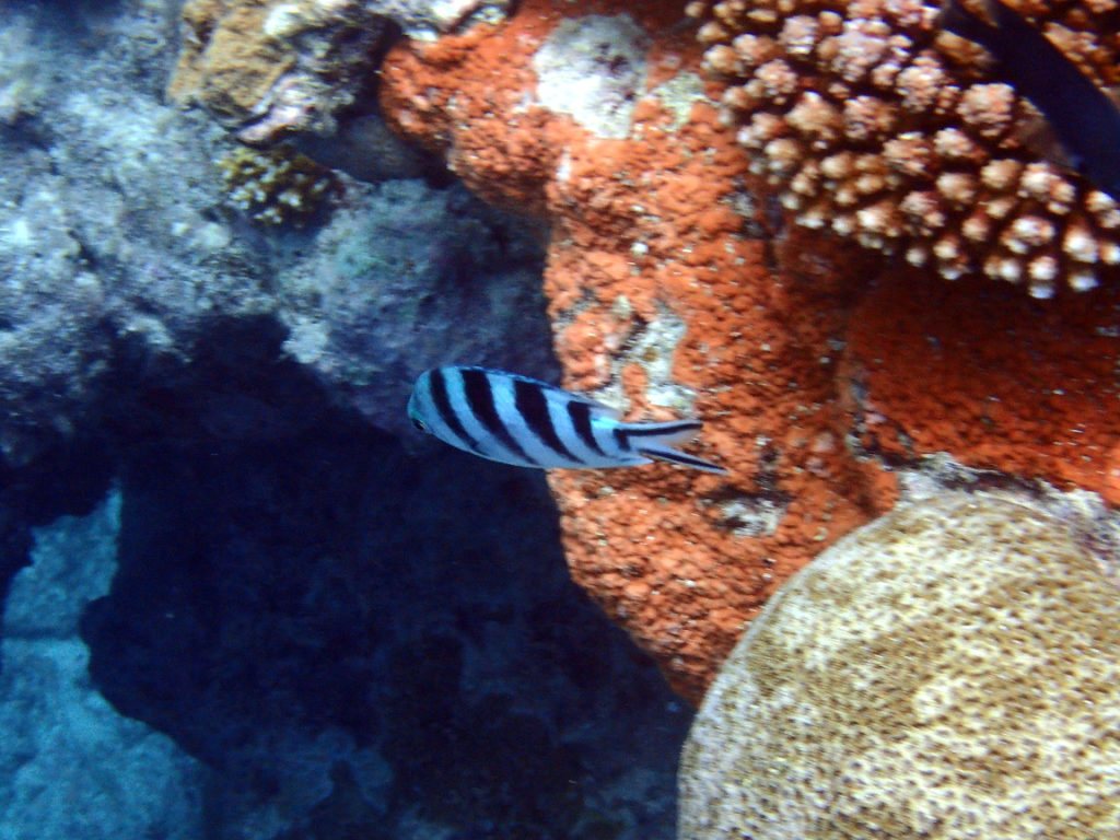 Abudefduf sexfasciatus