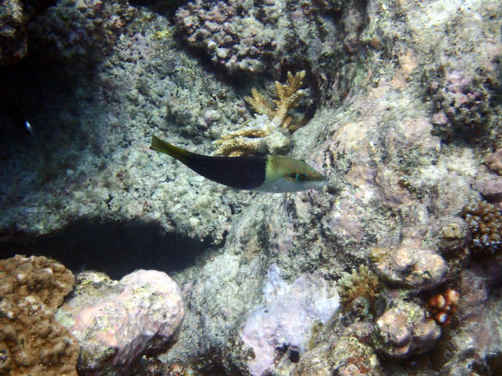 Hemigymnus melapterus