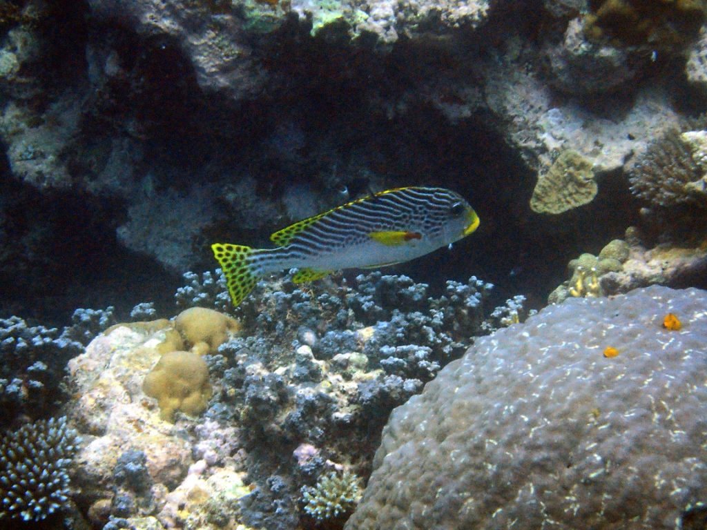 Plectorhinchus lineatus