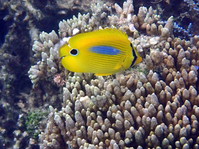 Chaetodon plebeius
