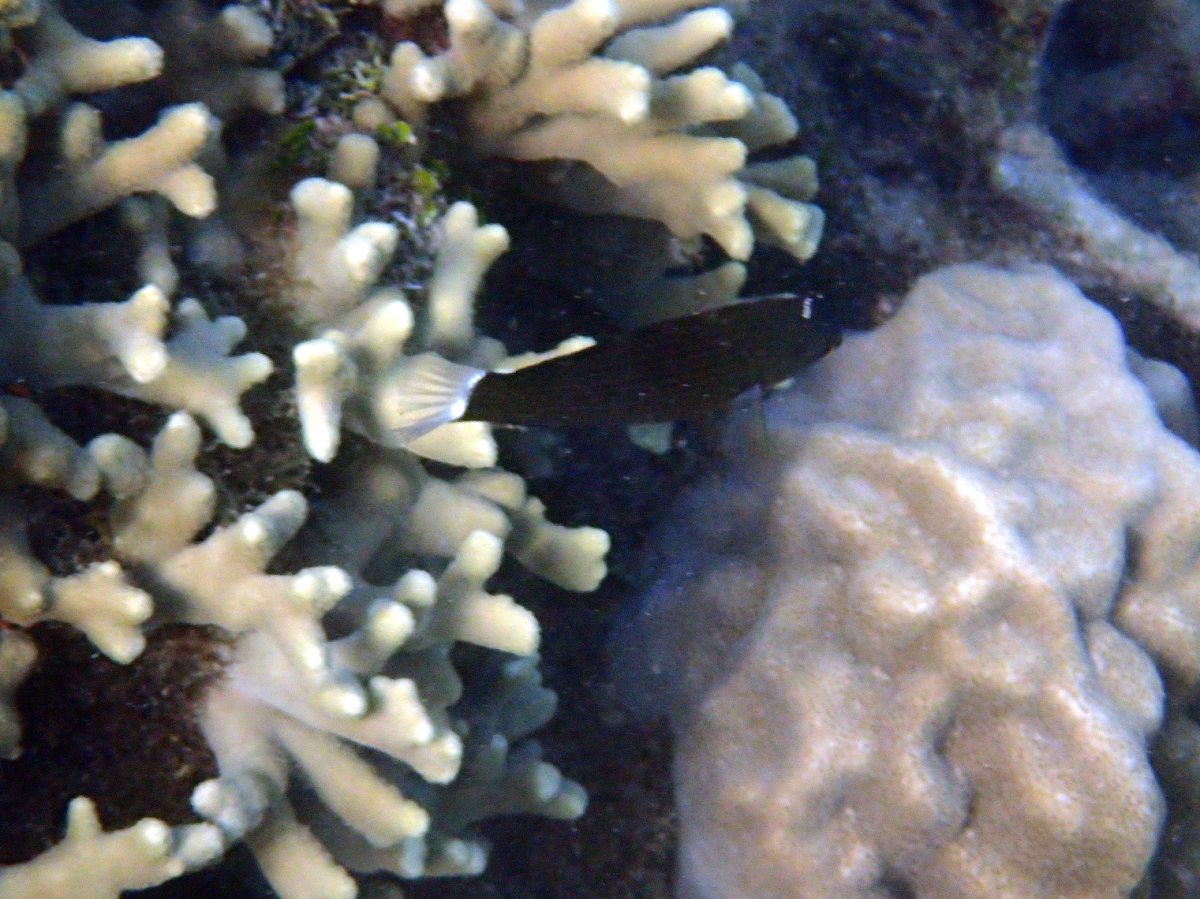 Atrosalarias holomelas