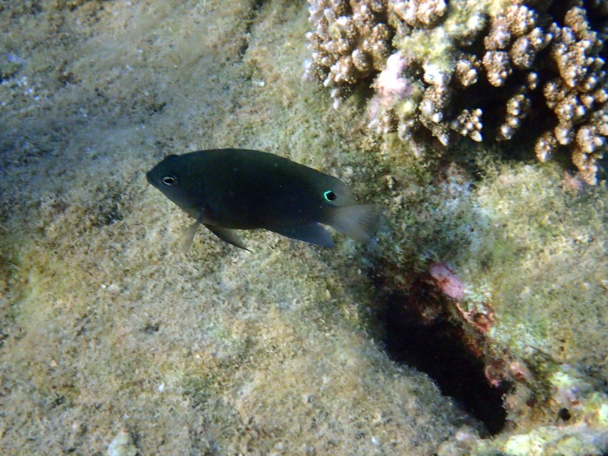 Pomacentrus adelus