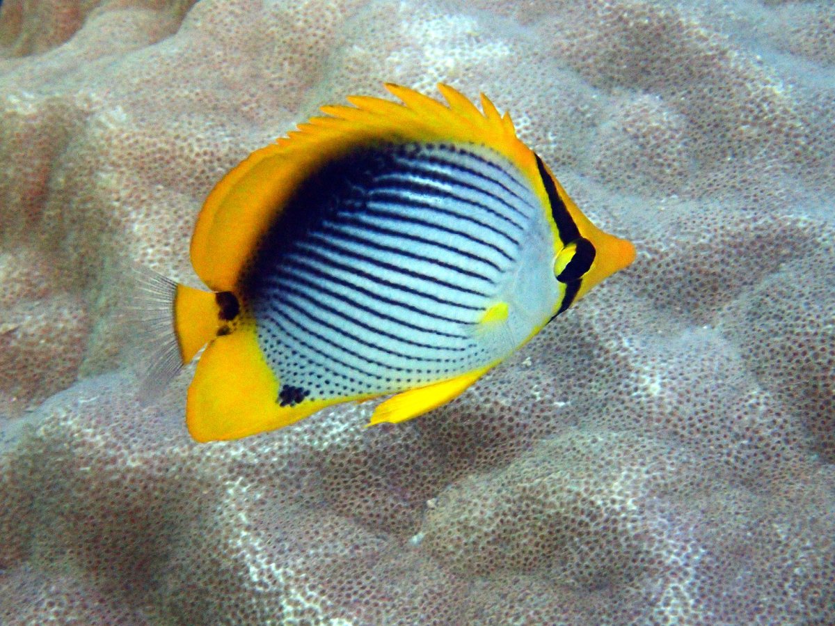 Chaetodon melannotus