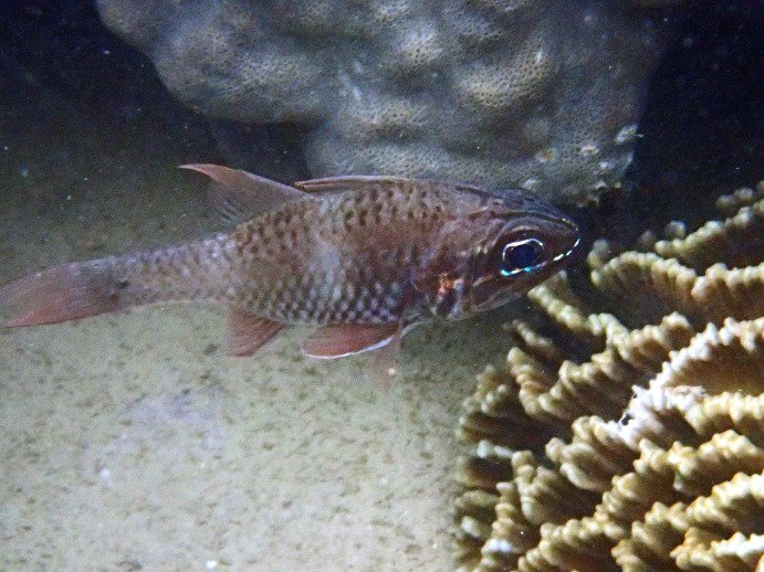 Nectamia fusca