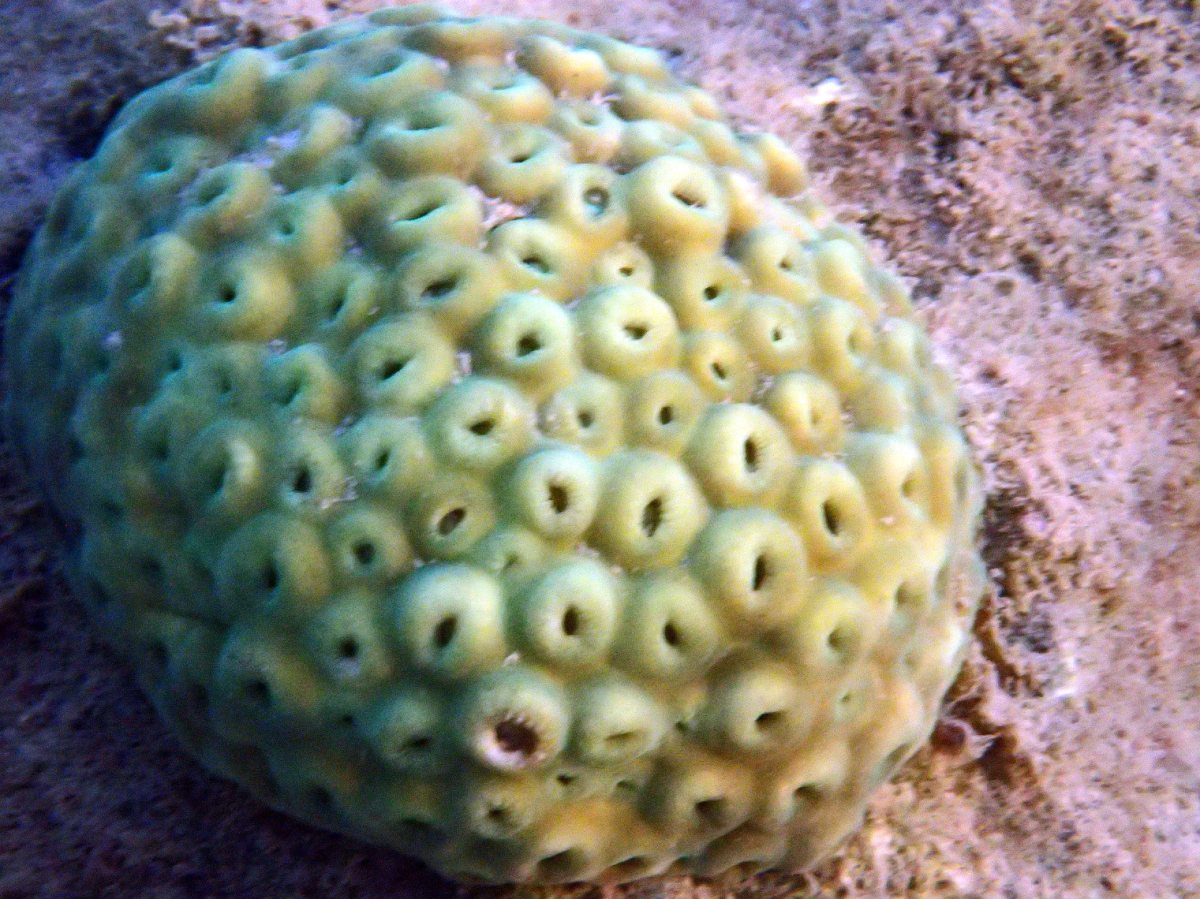 Astreopora listeri