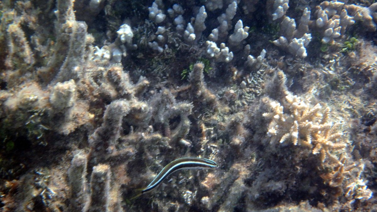 Halichoeres chloropterus