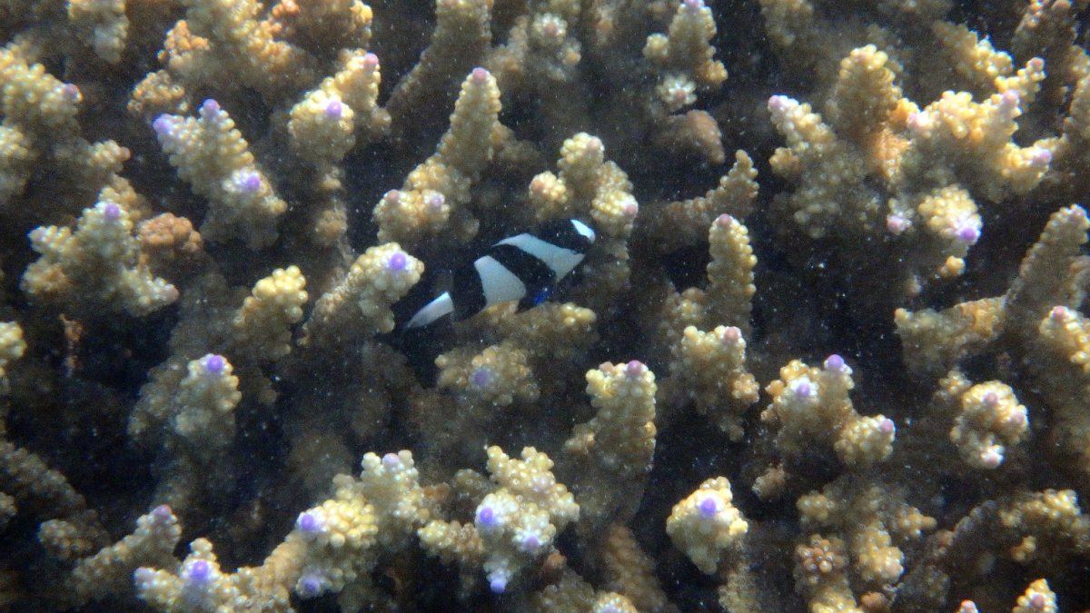 Chrysiptera tricincta