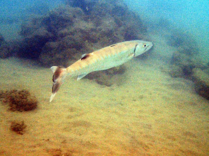 Sphyraena barracuda