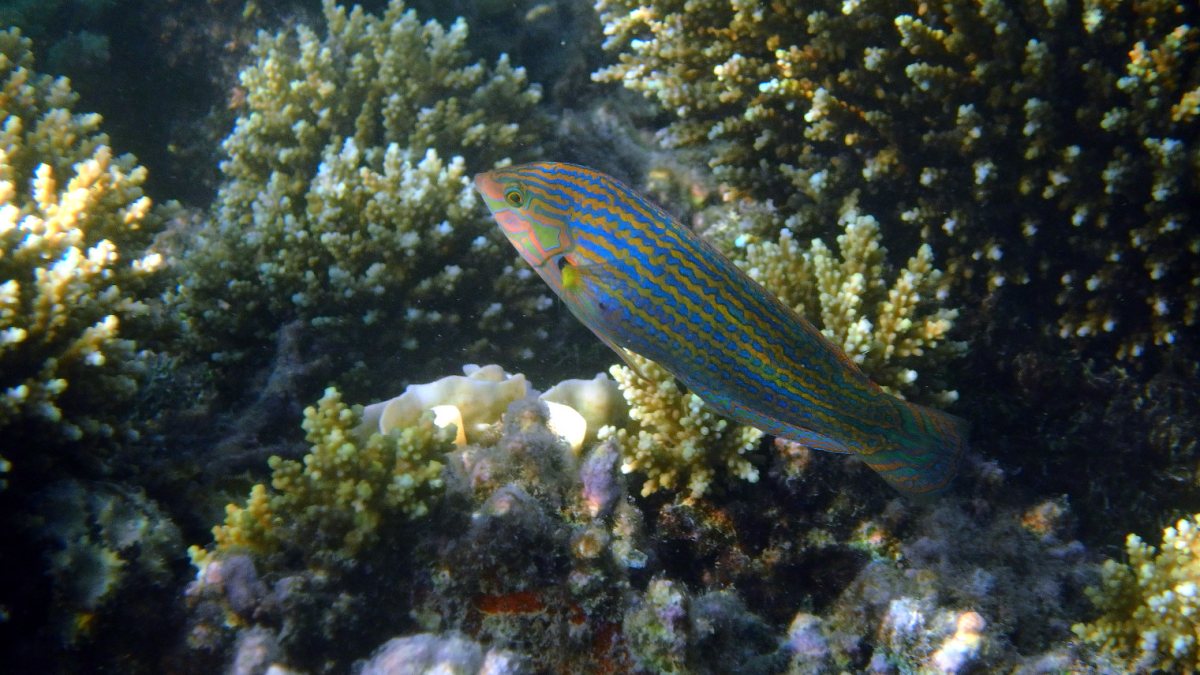 Halichoeres melanurus