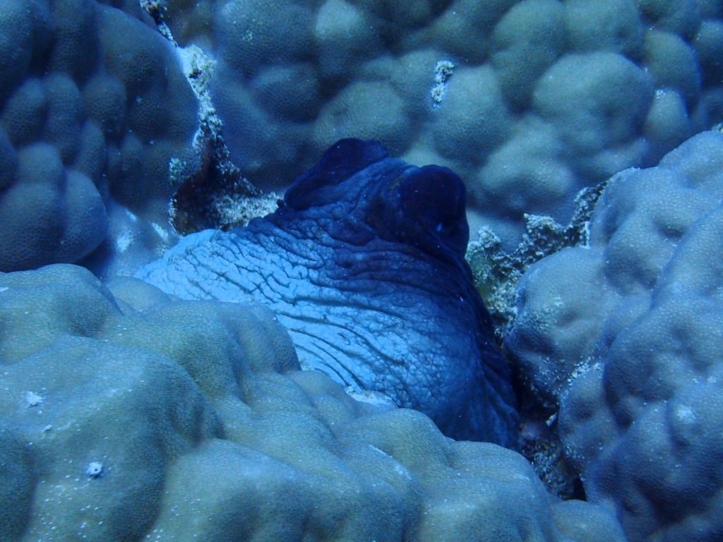 Mollusques
