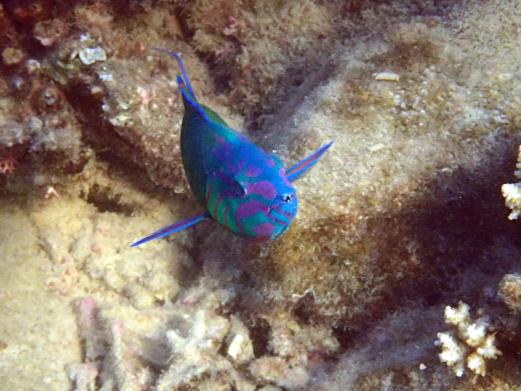 Thalassoma lunare