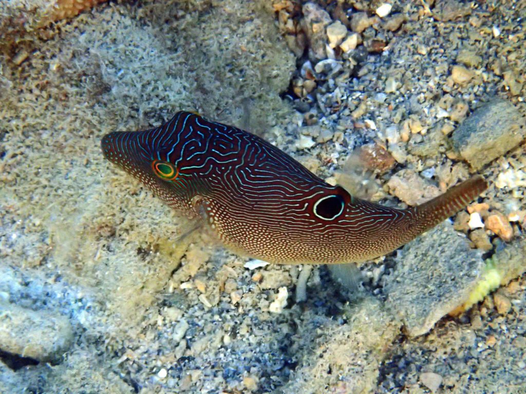 Canthigaster compressa