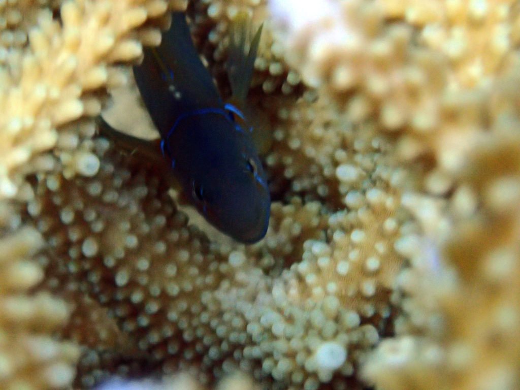 Gobiodon citrinus