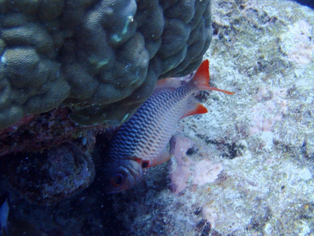 Myripristis violacea