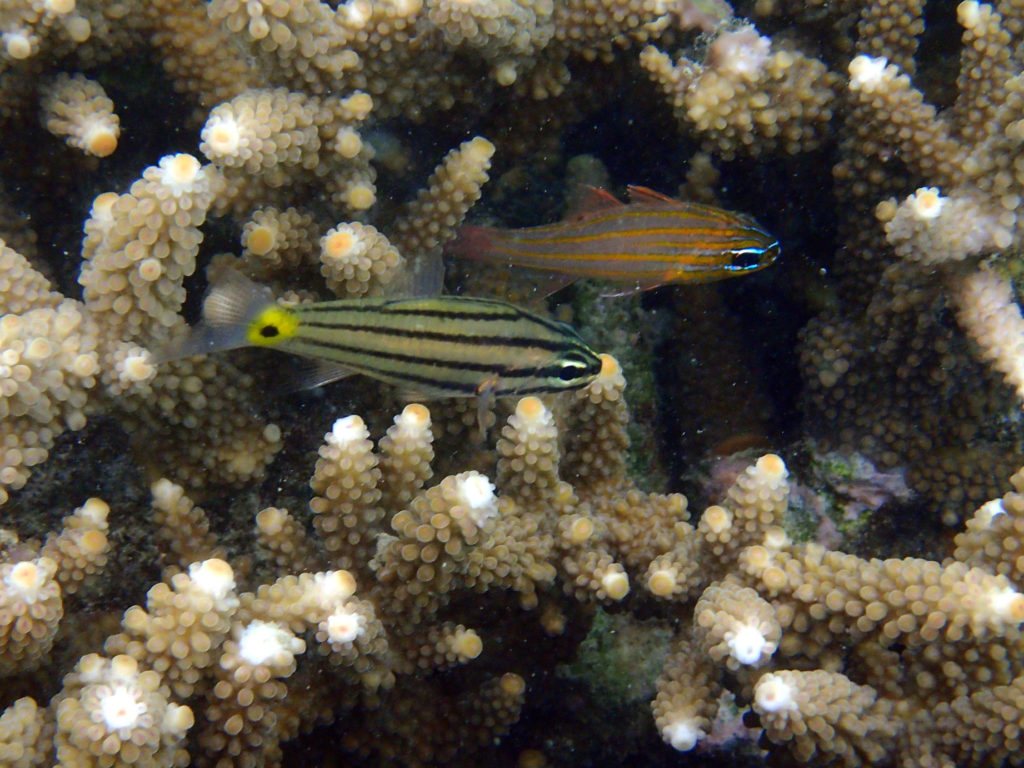 Cheilodipterus quinquelineatus