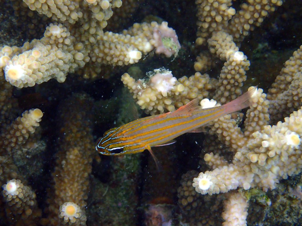 Ostorhinchus cyanosoma