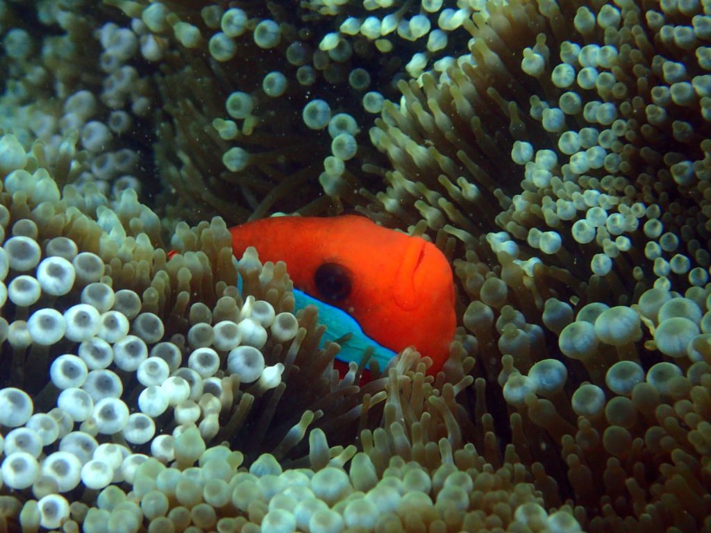 Amphiprion melanopus