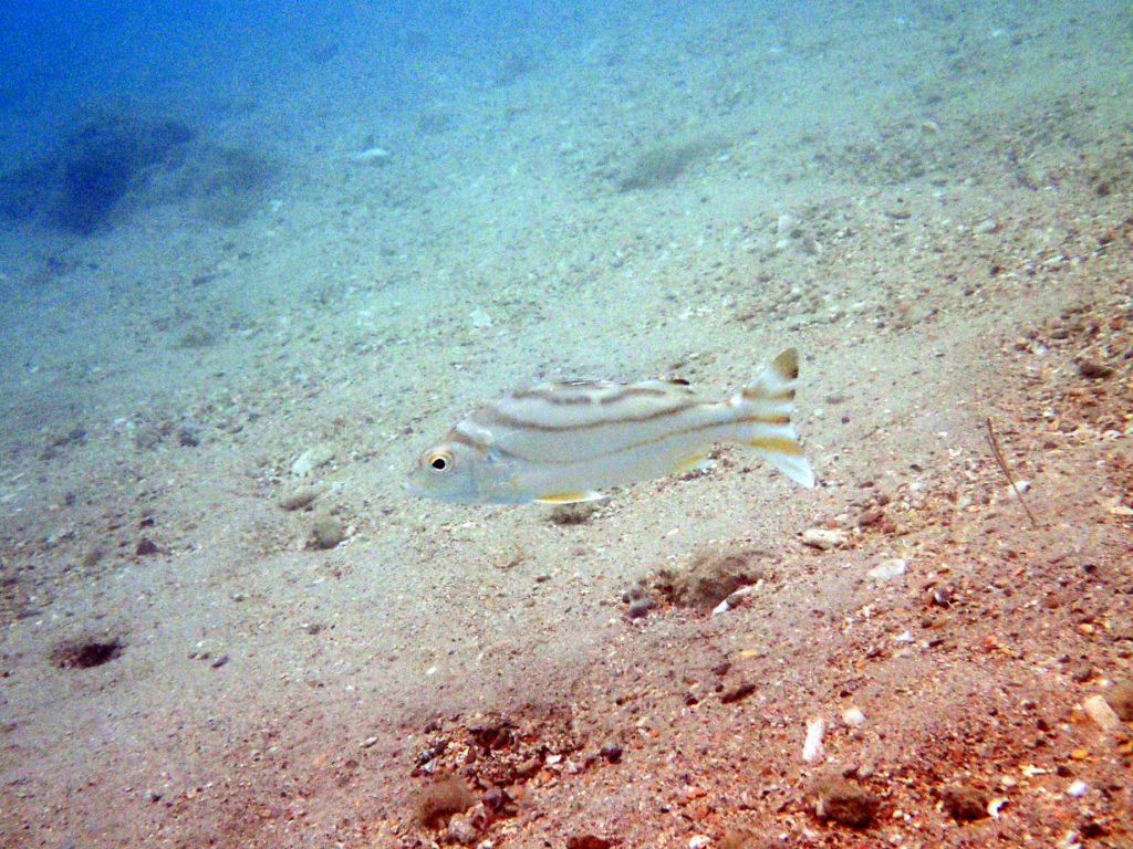 Terapon jarbua