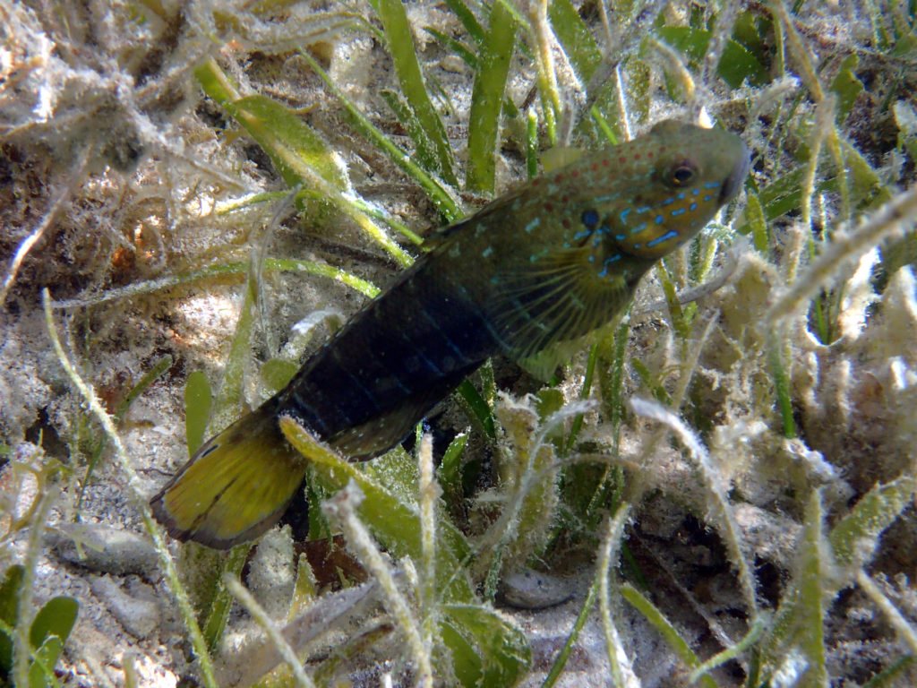 Amblygobius phalaena