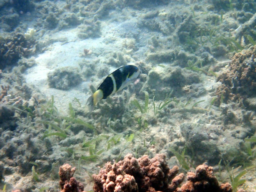 Thalassoma jansenii