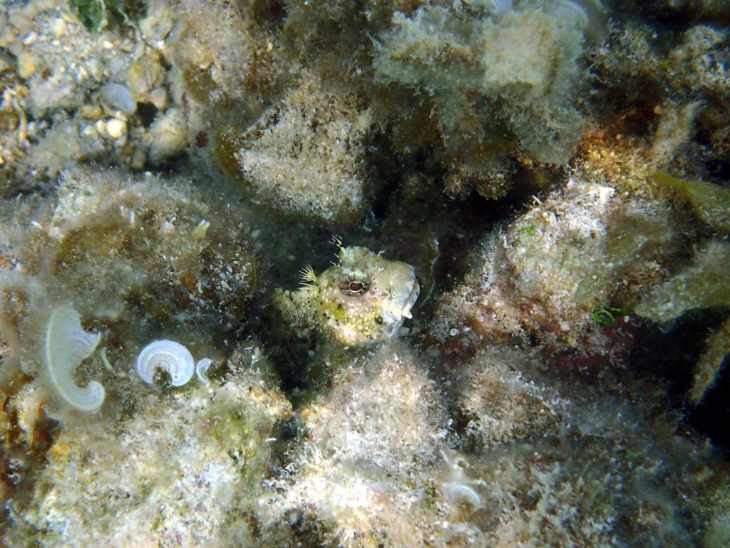 Crossosalarias macrospilus