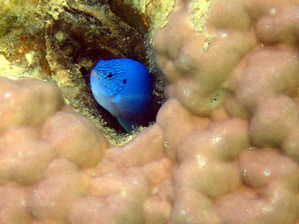 Pomacentrus pavo