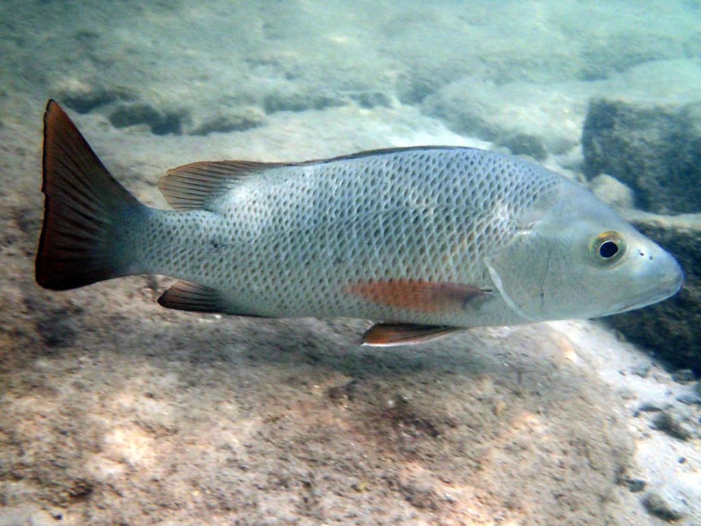 Lethrinus miniatus